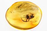 Detailed Fossil Spider (Araneae) In Baltic Amber #367537-1